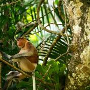 Borneo Holidays 2024/2025 | InsideAsia Tours